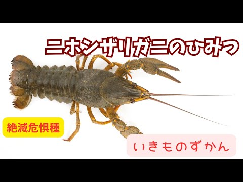 絶滅危惧種【いきものずかん】ニホンザリガニのひみつ