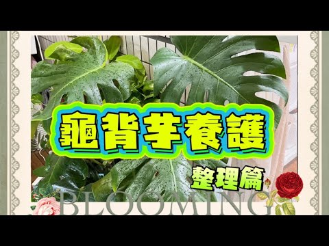 ［ 植栽日記 Vlog 3 ］龜背芋葉子四處亂竄，氣根外露，不換盆的整理方法 #plants #monstera #龜背芋 #觀葉植物 #植物