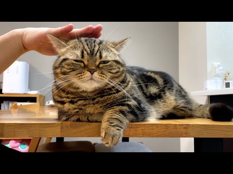 【猫飼いあるある？】猫ドリブル