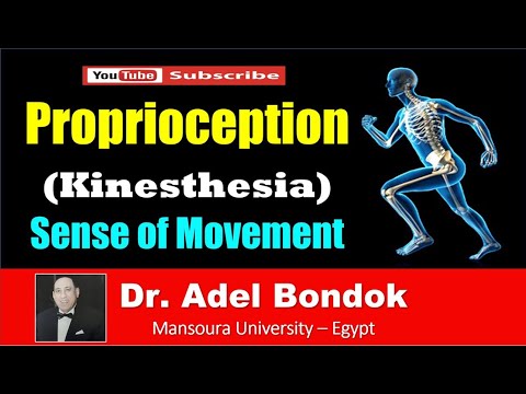 Pathway of Proprioception (Kinesthesia), Dr Adel Bondok