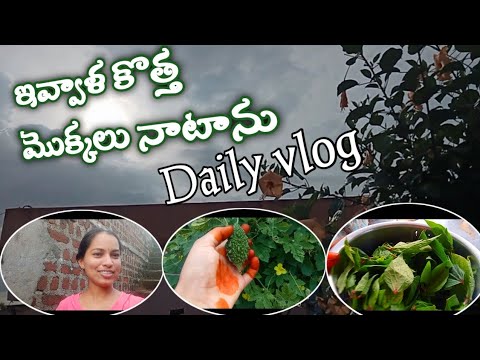 ఇలాంటి మొక్కలు చాలా బాగా పెరుగుతాయి కదా / vlog / villagevlogs / Bmmultitasks