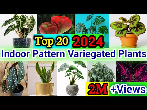 20 Indoor Pattern Variegated Plants | Indoor Variegated Plants with Patterns | Indoor House Plants