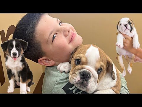 SURPRISING CALEB with PUPPiES!! Family Fun at PETLAND PET STORE to Play with Puppies