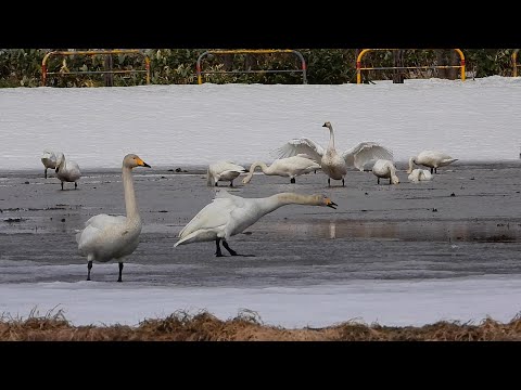 【えりすいしかり】オオハクチョウとコハクチョウ