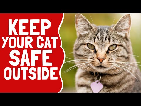 Outdoor Dangers for Cats and How To Keep Them Safe