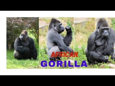 African Gorilla's 👀🦍🦍👣👁