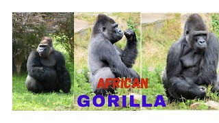 African Gorilla's 👀🦍🦍👣👁