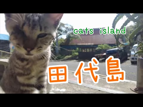 猫の楽園2　阿部ツ商店の猫は寝てばかり^_^ Cat Paradise 2: Abetsu Shoten's cats just sleep【田代島】【２０２４秋】【猫島巡り】