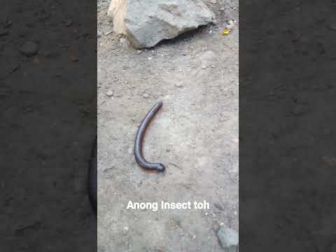 anong insect to #insect #jala #dayday #short #share #comment #jalanawong