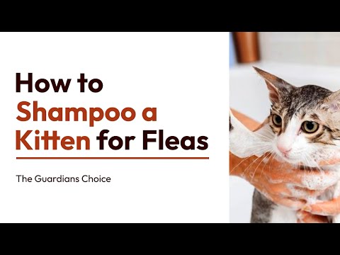 How to Shampoo a Kitten for Fleas | 12 Steps | The Guardians Choice