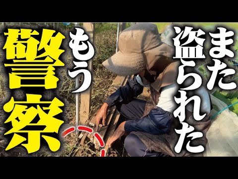 【もう許さん】ひろちゃん怒り心頭スイカ泥棒覚悟しなさいよ【スイカ】【畑泥棒】【防犯】