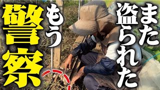 【もう許さん】ひろちゃん怒り心頭スイカ泥棒覚悟しなさいよ【スイカ】【畑泥棒】【防犯】