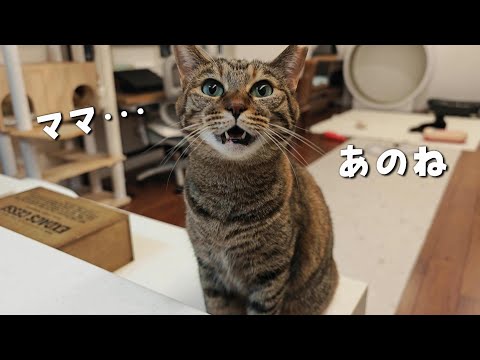 大切に育てられた猫が最愛の人にだけ見せる『大好き』のサイン　914話