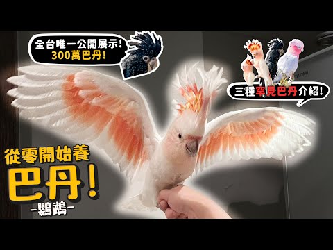 【從零開始養】三種巴丹!台灣唯一公開展示300萬紅尾黑巴丹!愛鳥成痴!每天2-40種新鮮食材給車輪冠鸚鵡!粉紅巴丹!【許伯簡芝】