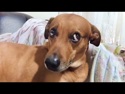 20 MINUTOS DE PERROS SÚPER GRACIOSOS EN VIDEO