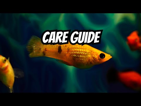 Molly Fish Care: Everything You NEED To Know