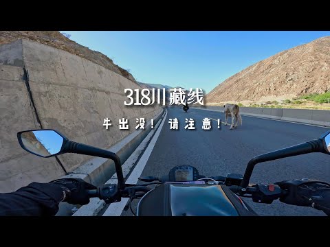 [POV] 牛出没！请注意！ | 318川藏线摩旅 EP.28