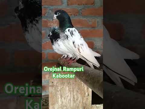 Rampuri Kabootar! #pigeonvideo #pigeonstatus #youtubeshorts #rampuripigeons