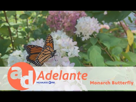 Adelante | Segment | Best Of 2023 Mariposa Monarca