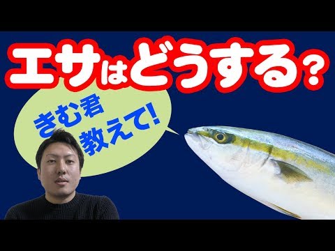 【魚図鑑 ハマチ】ルアーで、 ジギングで、ビシ釣りで大漁！ 泳がせ釣りでの餌はコレだ！