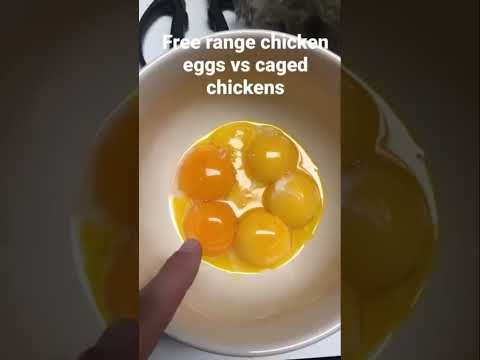 Free Range Vs Caged Chicken eggs #freerangechickens #healthawareness #eggs #comparison #healthfoods