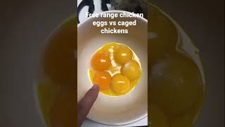 Free Range Vs Caged Chicken eggs #freerangechickens #healthawareness #eggs #comparison #healthfoods