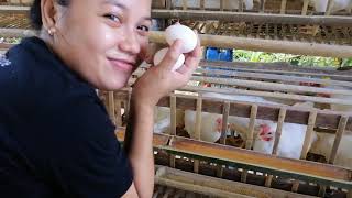 Starting an egg business / 200heads Layer chicken  nag start na mangitlog / Backyard poultry farming