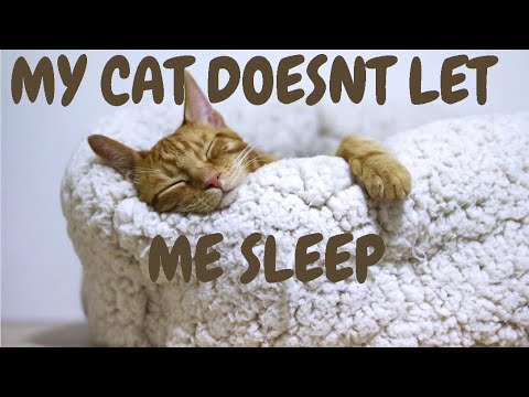 My Cat Doesnt Let Me Sleep At Night