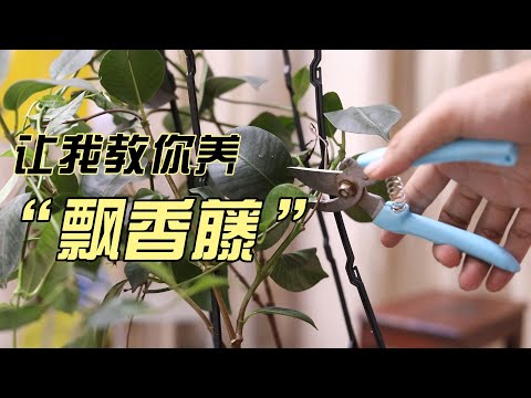 飘香藤怎么养？园艺师教你，飘香藤的详细养护技巧