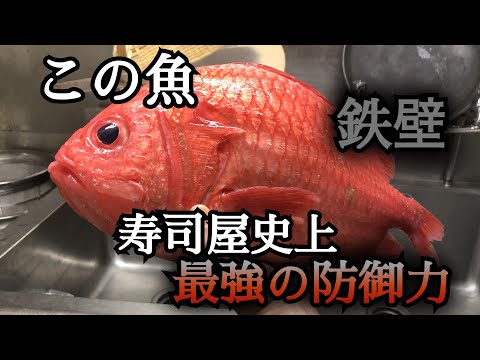 【防御力最強】綺麗な見た目で棘がある　鉄壁のディフェンスで身を守る魚　恵比寿鯛に挑戦をいどんだ