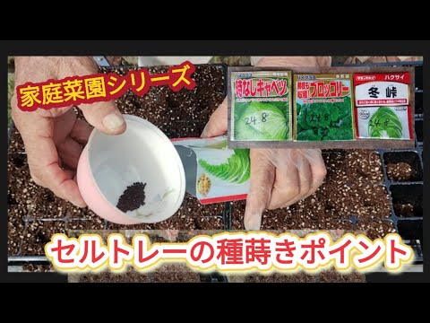 【セルトレーへの種蒔き】白菜などの種蒔きポイント【家庭菜園シリーズ】