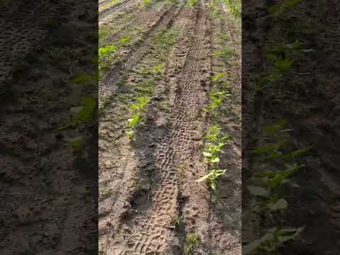 Spray dove fields #dovehunting