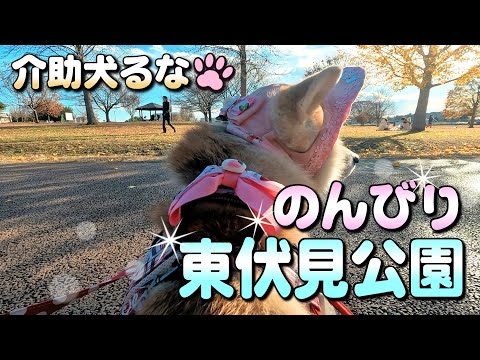 【柴犬介助犬】東伏見公園をのんびり散歩［柴犬介助犬るな］