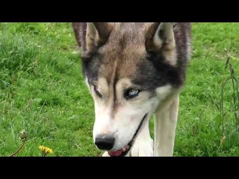 Husky Dogs | Copyright Free Video Footage