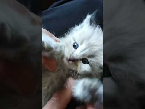 Cute cat video / cat video #shorts #catvideos #cat