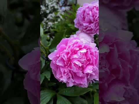 Beautiful peonies🌸/Skaistās peonijas💕#flowergarden #peonies