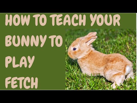 How To Teach Your Bunny To Play Fetch