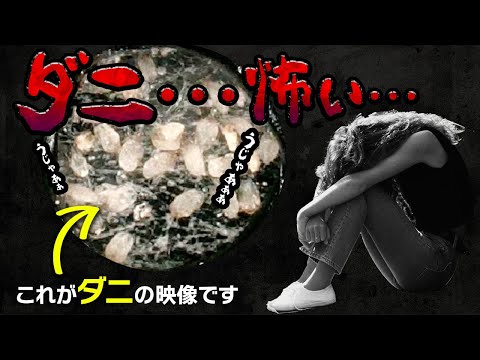 【衝撃映像】梅雨前線はダニ前線！ダニ急増中！