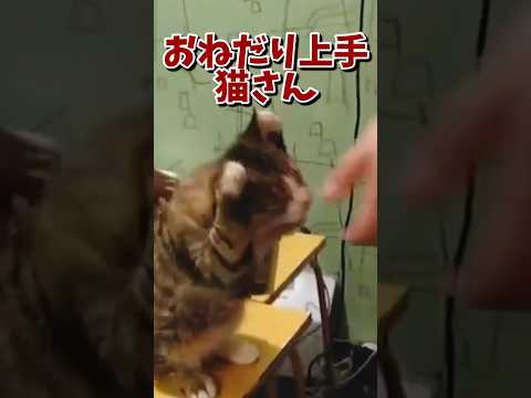 ネッコの動画で癒されたら寝ろｗｗｗ　#2ch #2ch動物スレ #2ch面白いスレ #動物 #犬 #猫 #癒やし #ねこ