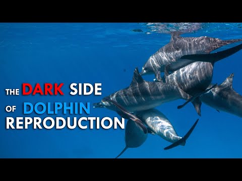 The Dark Side of Dolphins - The Bullies of the Sea