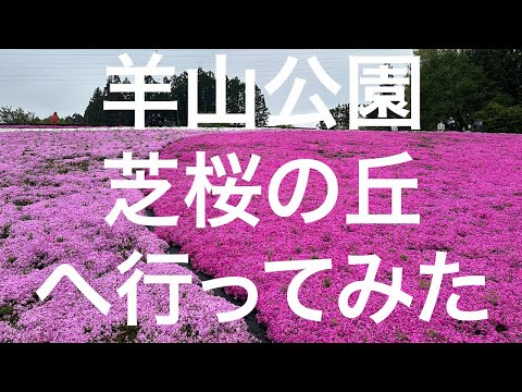 【秩父】羊山公園 芝桜の丘 2024/04/22