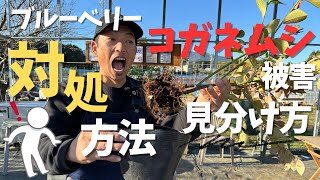 【コガネムシ被害】ブルーベリー/コガネムシ幼虫による被害の見分け方から対策・対処の仕方をご紹介します