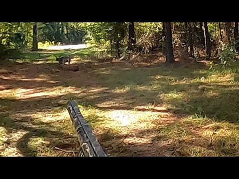 SC Deer Dog Drives 10/15/2022: Big buck within 30 yards. Shots on camera.