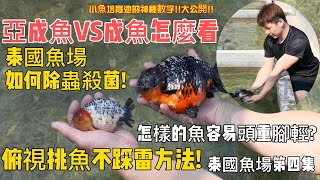 中國風金魚【泰國漁場第4集PGF漁場亞成魚介紹俯視挑魚不踩雷方法】泰國漁場過錳酸鉀應用時機成長型蘭壽取捨