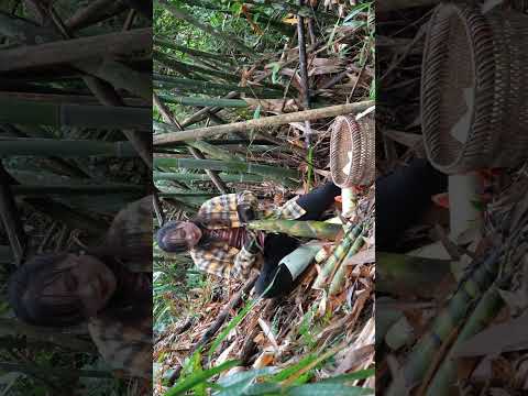 Picking wild bamboo shoots to make money part 1. #hoangthibinh