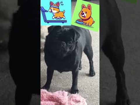 adorable pug Mona plays would you rather. my love, pet lover! #wouldyourather #adorable #dog #pug