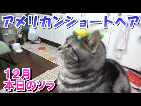 １２月　本日のアメショーソラ（アメリカンショートヘア）