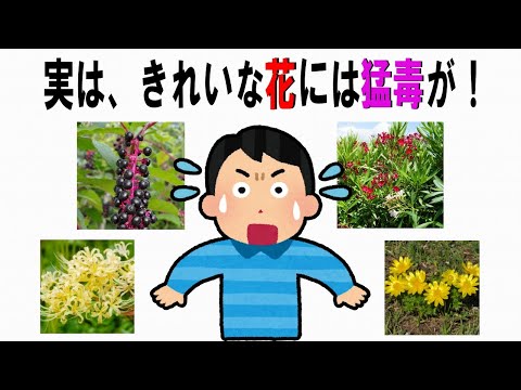 【絶対誰にも言えないお一人様雑学】125　#猛毒植物