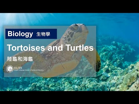 TOEFL托福線上課程推薦【托福背景知識】生物學篇 - 陸龜與海龜Tortoises and Turtles