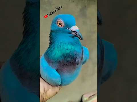 Black Madras Madi 🕊️ #kabutar #trending #vairal #shortvideo #youtubeshorts #pigeon #pigeonlove